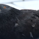 Pigeon caught flying drug into prison